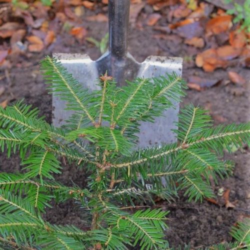 Traeplantning (2) Traeplantning (2)