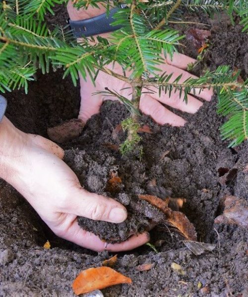 Traeplantning (3) Traeplantning (3)
